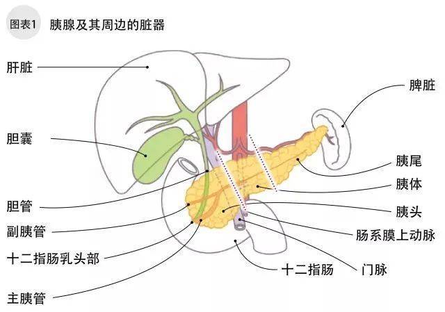 又称惠普尔手术,是胰,十二指肠切除术,用于胆总管中,下段癌,乏特壶腹