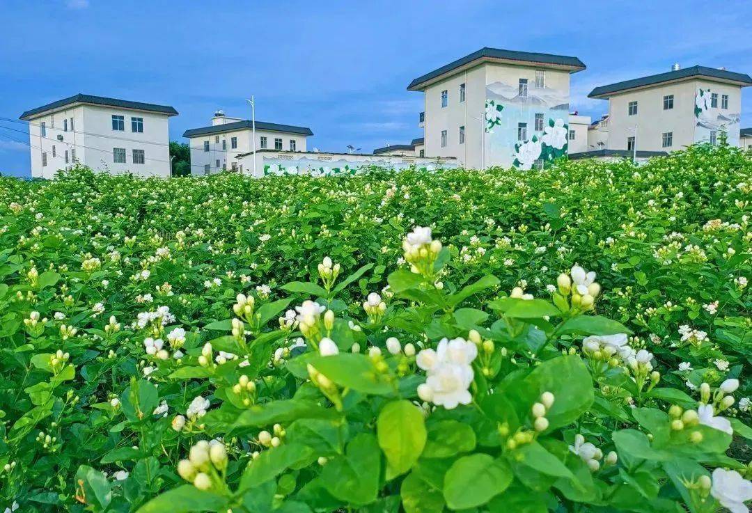 横州市财政局:多点发力助推茉莉花产业"全链条"发展_建设_品牌_专项