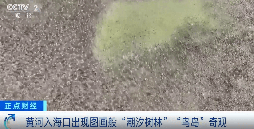 “神奇的潮汐树”背后蕴含了哪些地理原理?_作用_潮水_奇特
