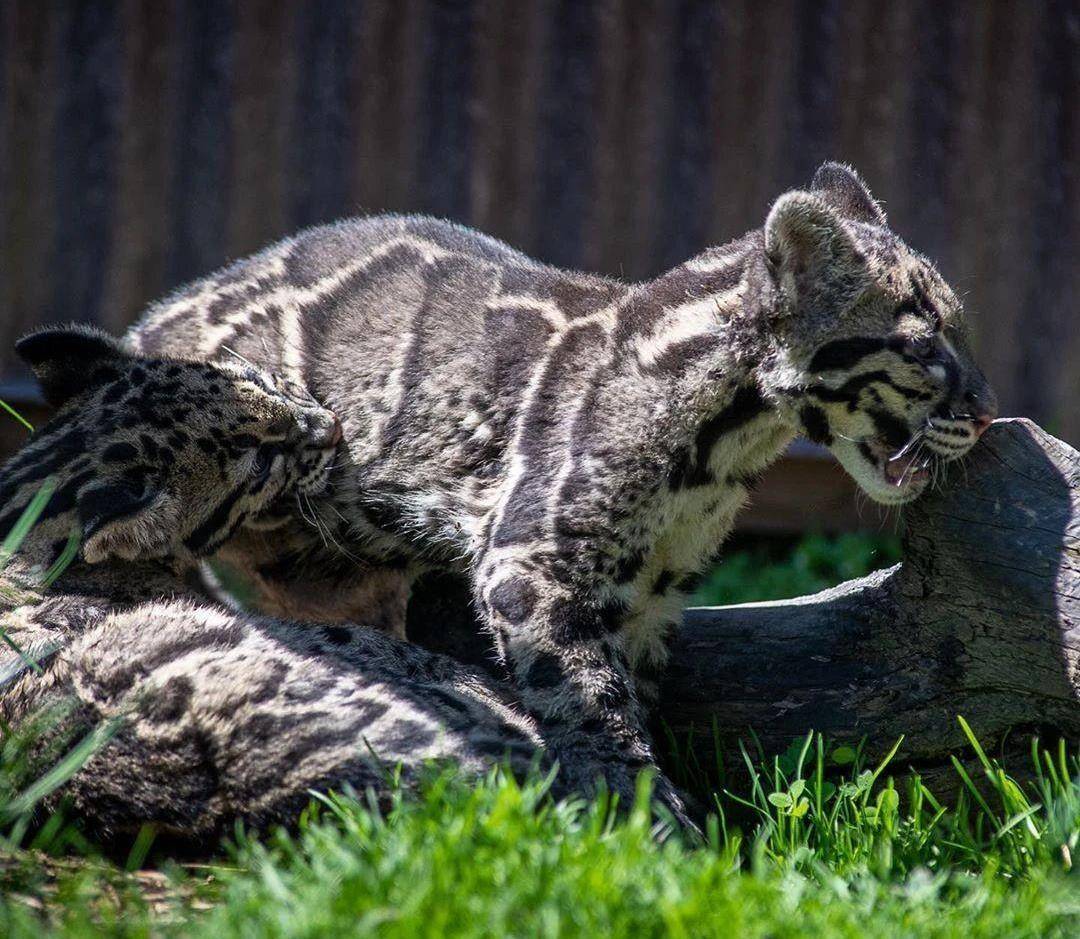 春光明媚万物复苏,云豹幼崽阳光下嬉戏打闹,给世界带来勃勃生机_动物