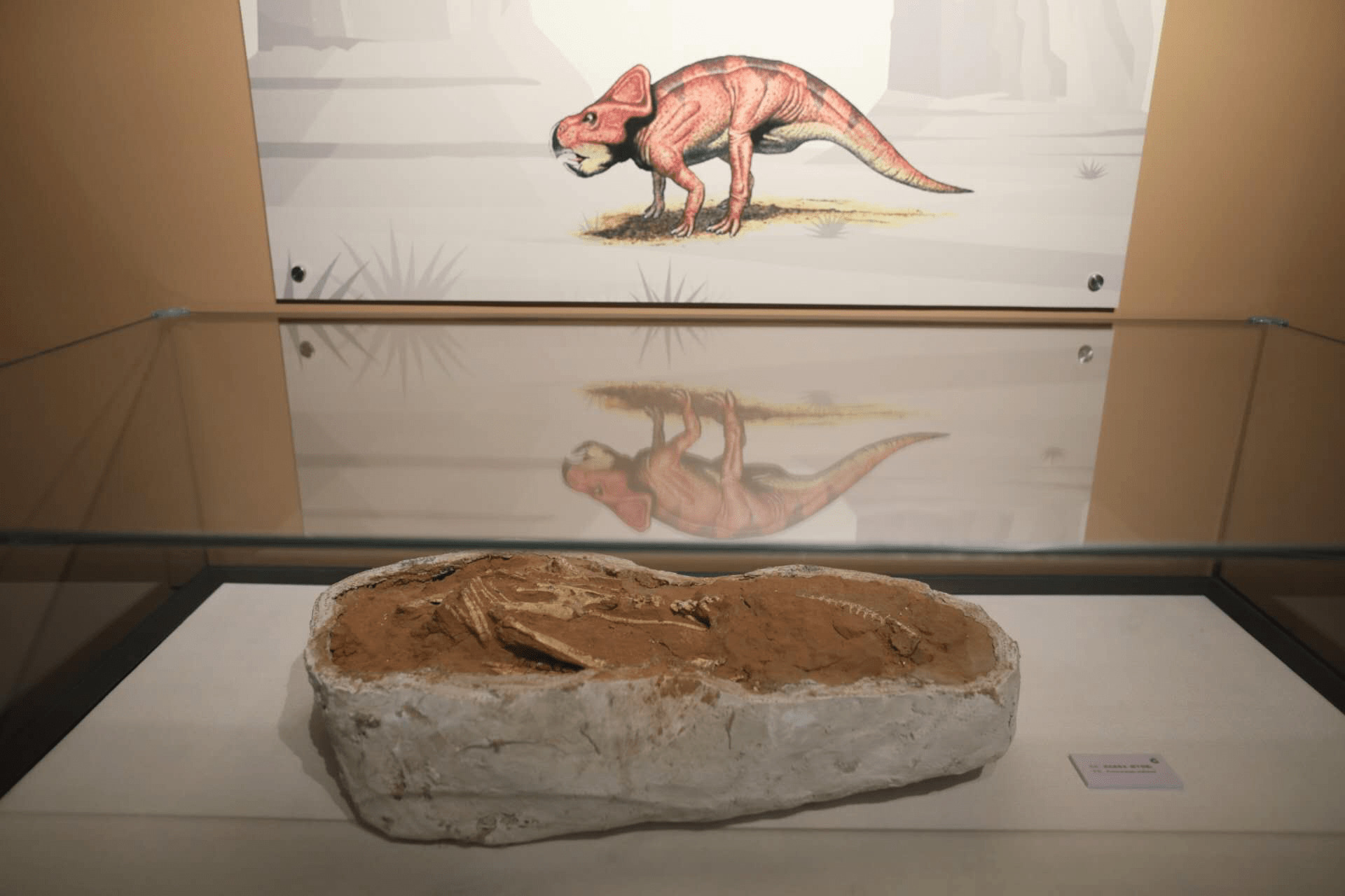 如目前已知体型最大的窃蛋龙类恐龙——二连巨盗龙;来自巴音戈壁组的