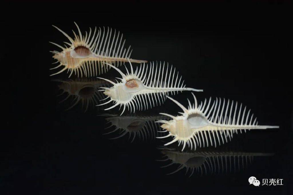 寻宝深圳市海之洋贝壳博物馆 │ 初识栉棘骨螺_前沟_维纳斯_学名