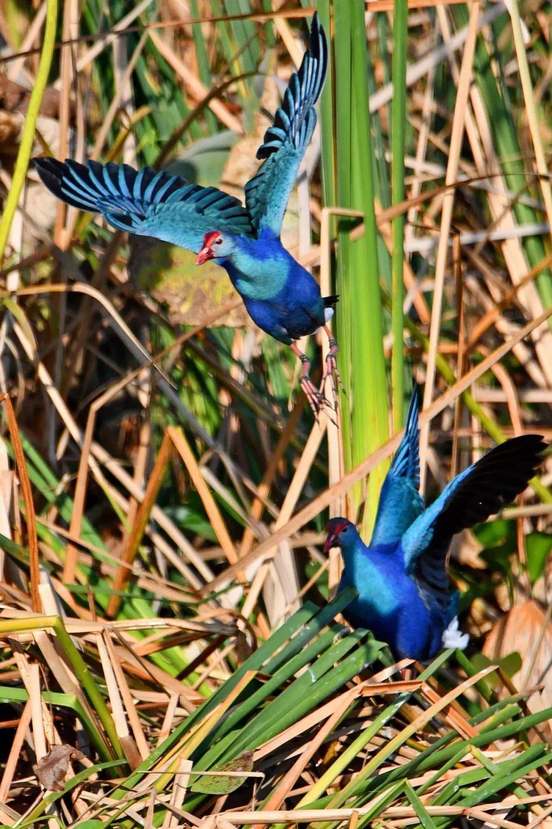 云南竟藏着一个“江南水乡”，湖中岛上坐落6个村落，栖息着世界上最漂亮水鸟