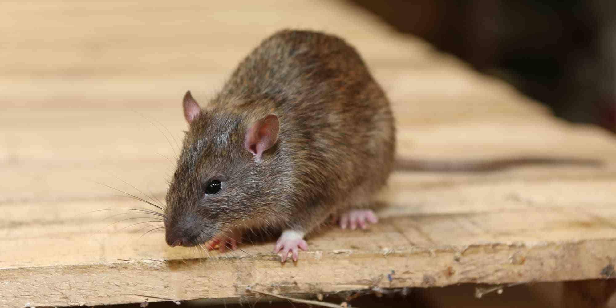 中国老鼠种类图片