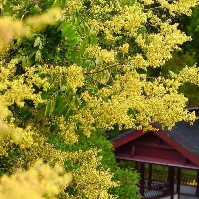 花样秦淮 | 栾树花开,秋意渐浓_陈琪_果实_红色
