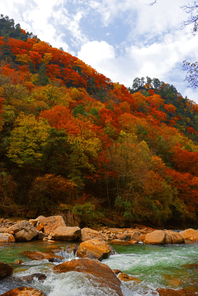 每到秋天，汉中黎坪漫山枫红桦黄，层林尽染