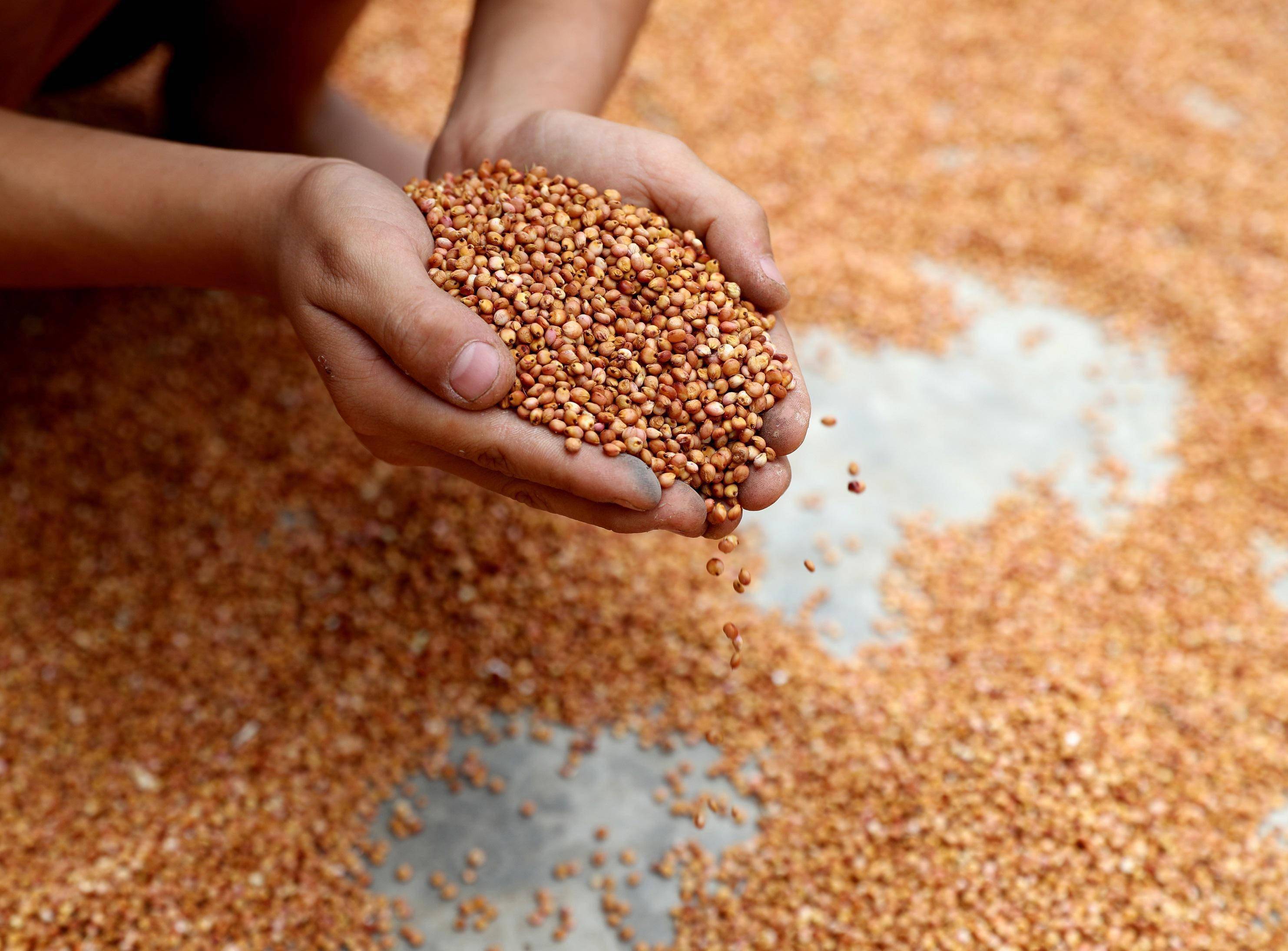 解锁共富密码,一粒高粱的新征程_种植_罗启勇_茅台镇