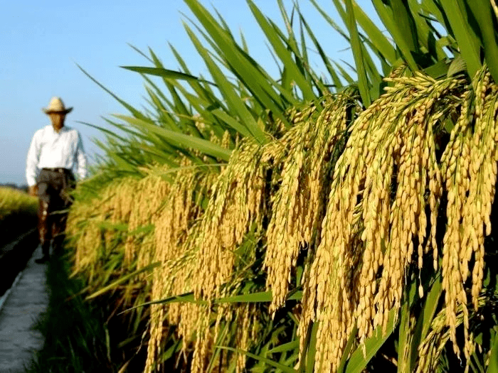 9月丰收节,这片稻谷将迎来收割
