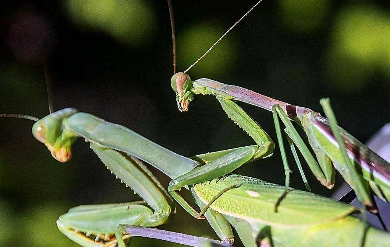 昆虫_习性_种群