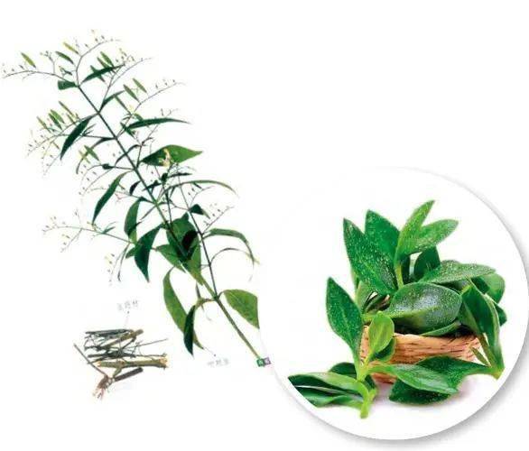 "冒名顶替"的穿心莲,你曾经吃错过吗?_中药材_同源_杂谈