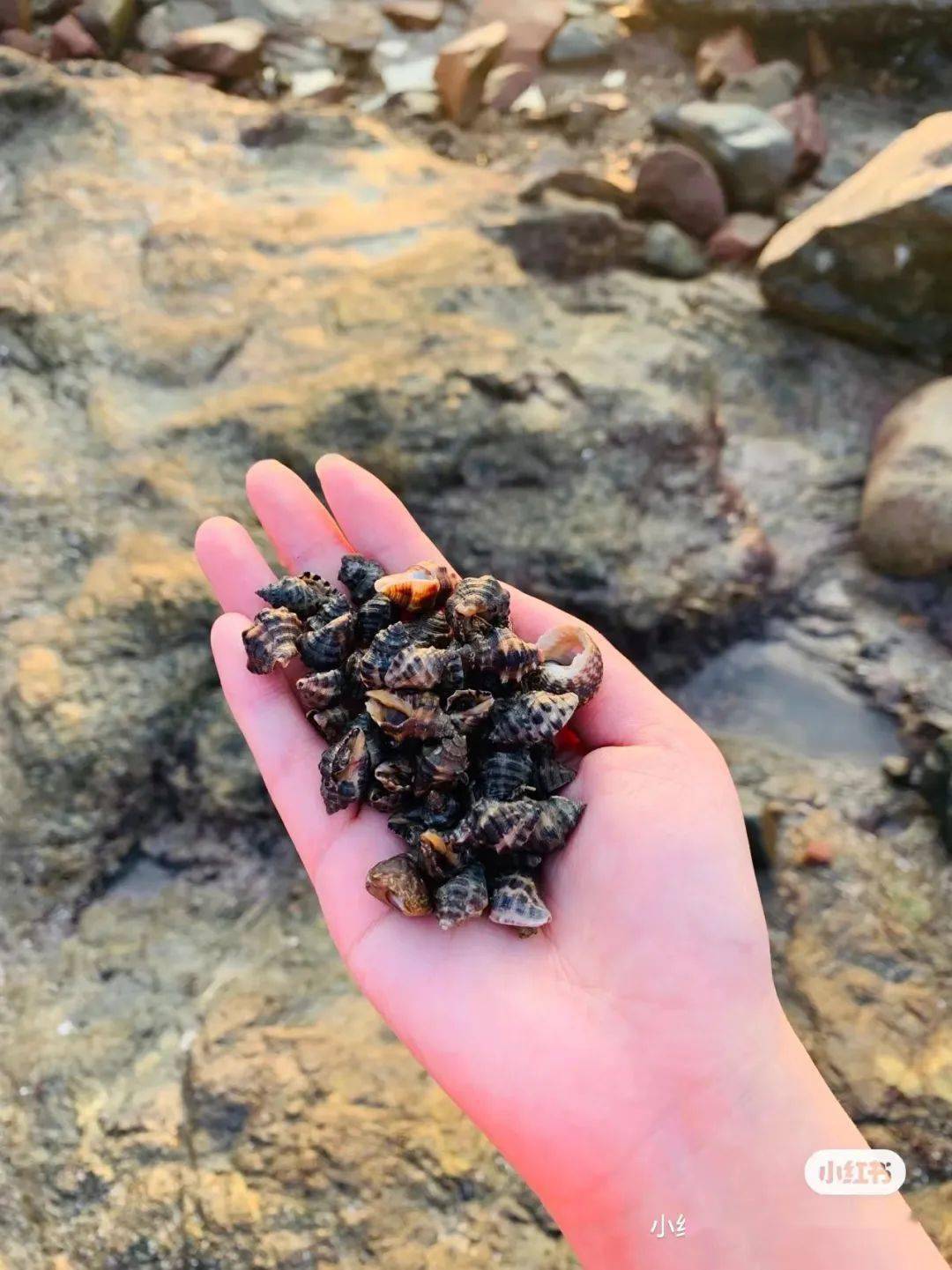 渔趣赶海想了无数个让你们来洞头玩的理由今天开个新玩法走,赶海去!