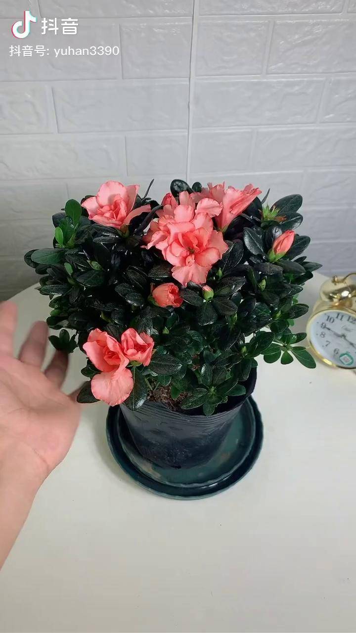 樱桃红杜鹃花卉绿植 养花修心 养花小知识_杜鹃_花卉_知识