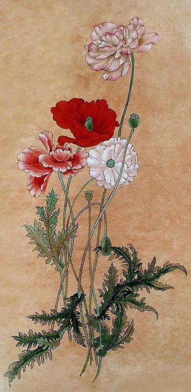 【国画教程】工笔《虞美人》绘画教程_花瓣_钛白_倒卵形