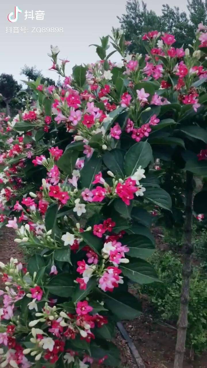 五彩锦带花树 耐寒植物