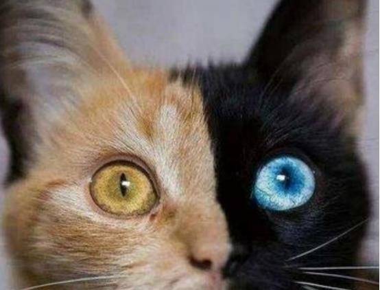 人类_日本_原子弹