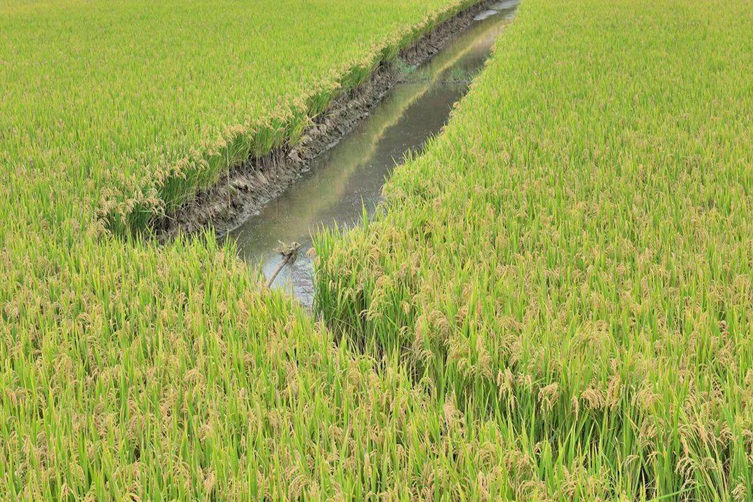 保山| 昌宁:稻黄鱼鲜醉金秋_王金玲_稻田_社区