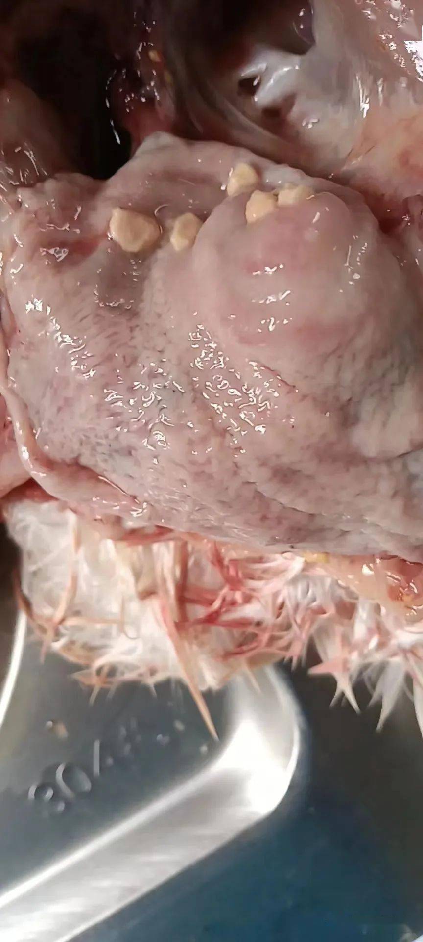 气管有粘液﹑气管粘膜水肿出血﹑胰腺出血﹑十二指肠u型拐弯处粘膜