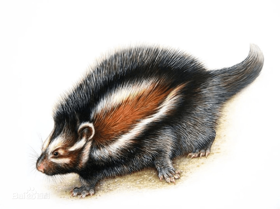 毒鼠啃下箭毒树的皮,用嘴巴嚼细抹在身上,大象舔上几口也会倒地_有毒