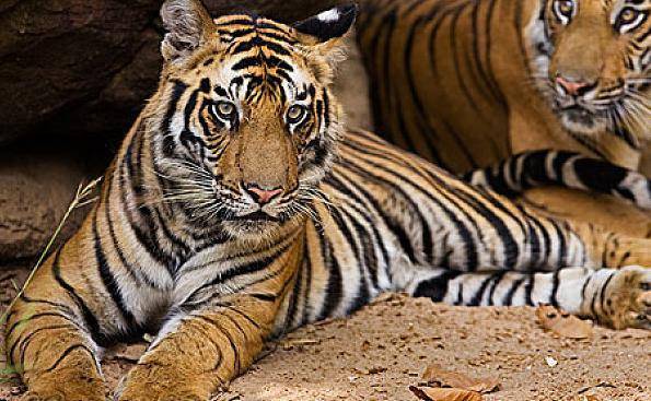 1986年出生的属虎人为丙寅虎,五行属火,属于山林之虎,为炉中火命.