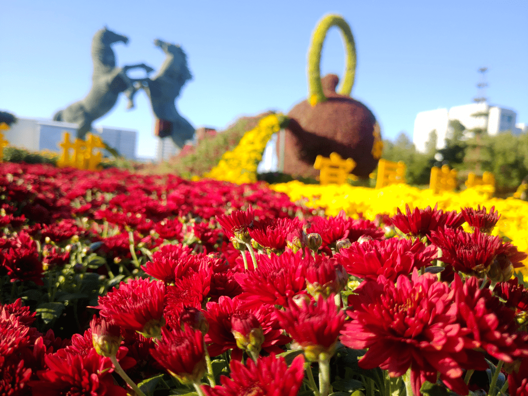 达到了8000多平方米,共设置了艺菊展示区,盆景菊展示区,造型菊展示区