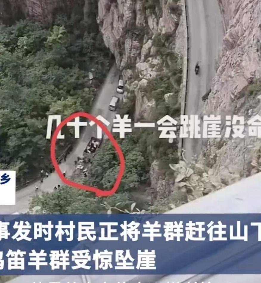 羊主人回应山羊集体跳崖坠亡：隧道汽车灯光惊吓、死了18只
