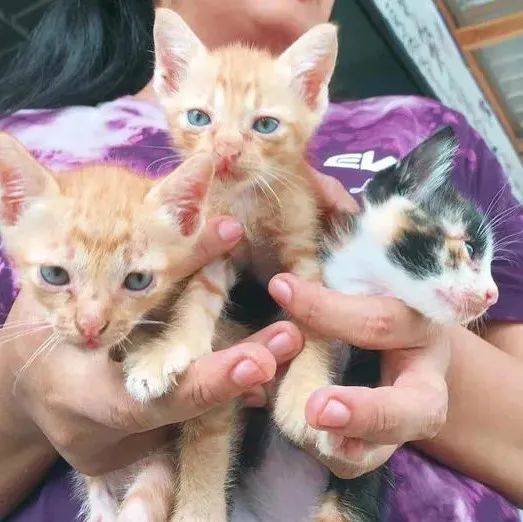 同时养了两只小橘猫和一只三花，短短一年后，体型差好大！_by_微信_信号