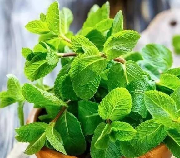 这几种植物超耐涝,越浇水越生长旺盛!_叶片_铜钱_叶色