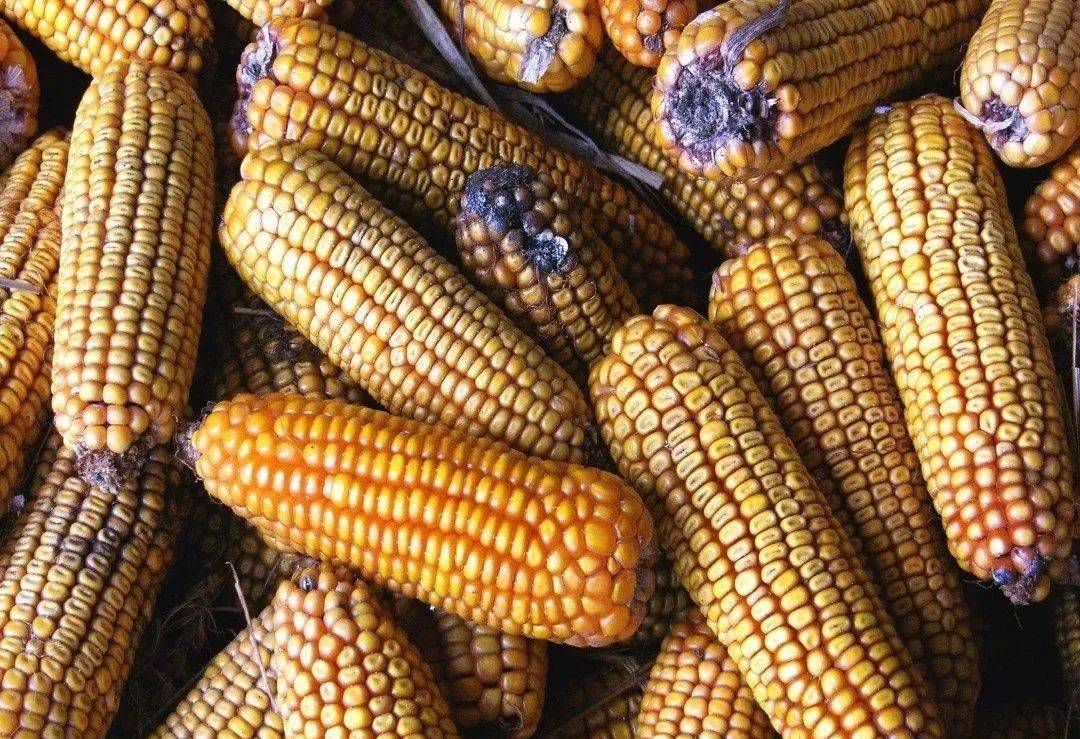 养猪场霉菌毒素一定不能忽视,尤其发霉玉米_检测_原料_过程