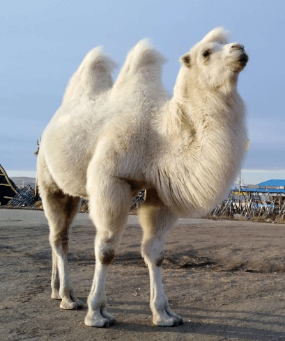 白骆驼是内蒙古阿拉善双峰驼毛色基因发生变异后所形成的一个特殊类群