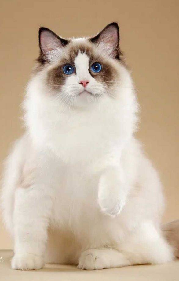 最漂亮的布偶猫 最美图片