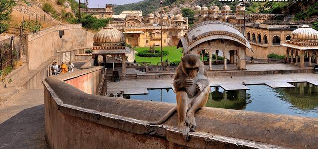 印度为猴子建造的神庙？豪华程度如同宫殿。网友：人不如猴系列