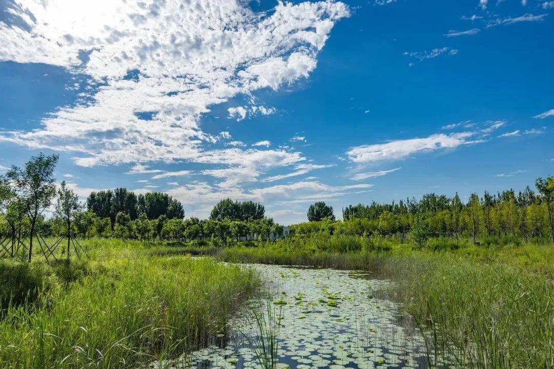 创卫在行动丨大兴湿地保护显成效,鸟类"朋友圈"不断扩大!