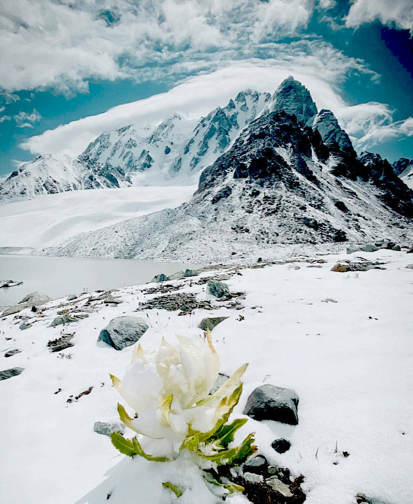 即程旅游——一张照片征服你;天山雪莲_包菜_新疆_海拔