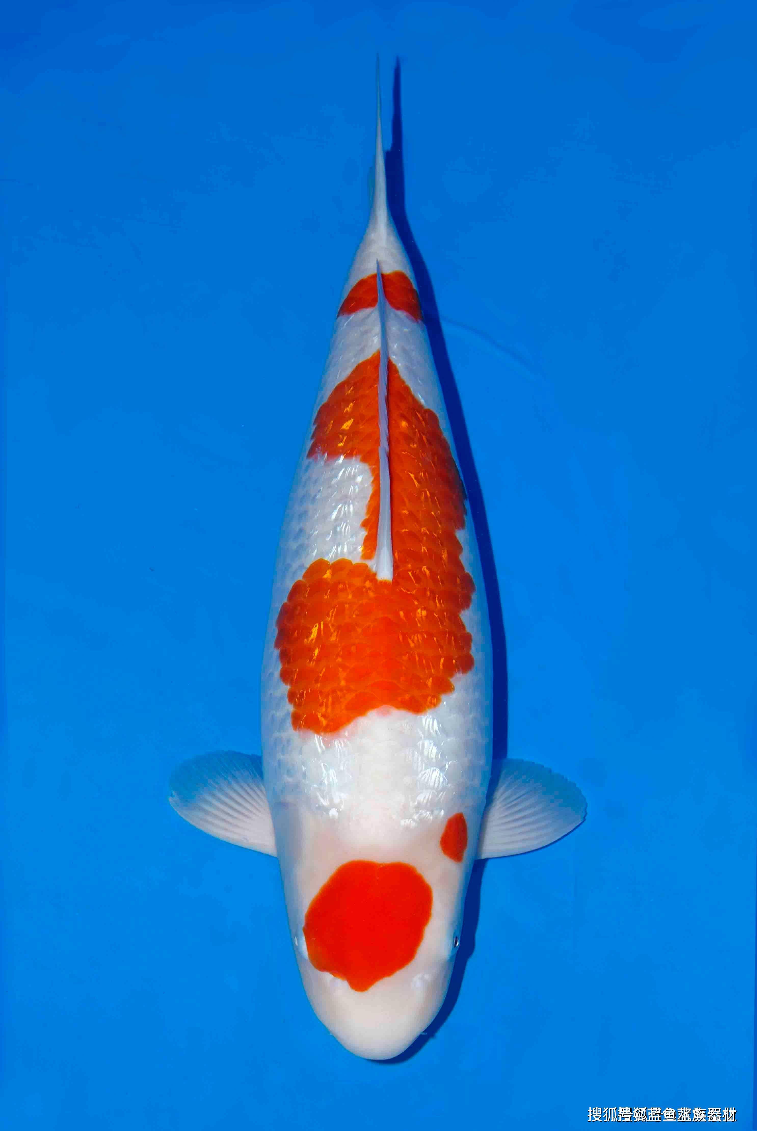 金银鳞红白锦鲤_鳞片_鉴赏_银色