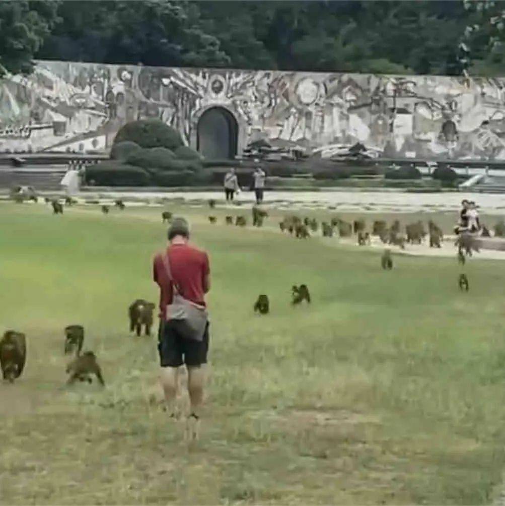 猴群突然下山狂奔？回应来了_景区_猴子_市民