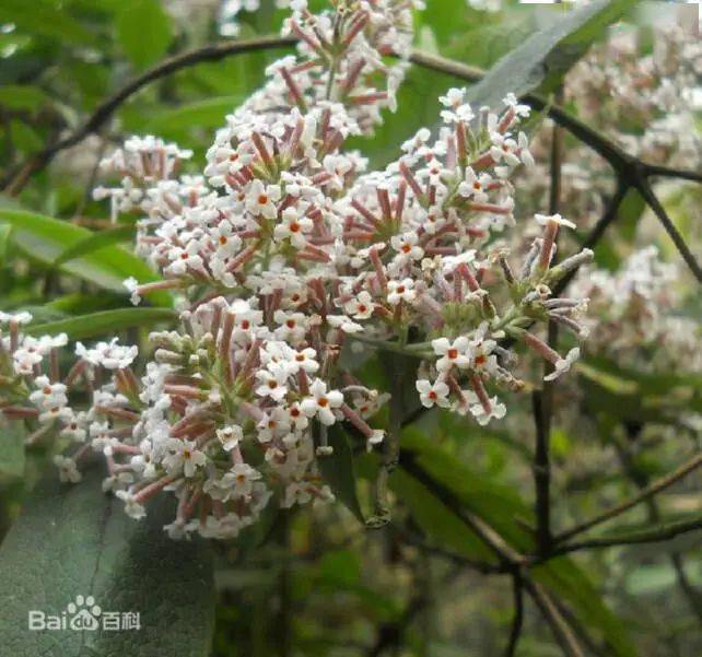 听见云南 天然染料 密蒙花 染色 可以用来 芳香