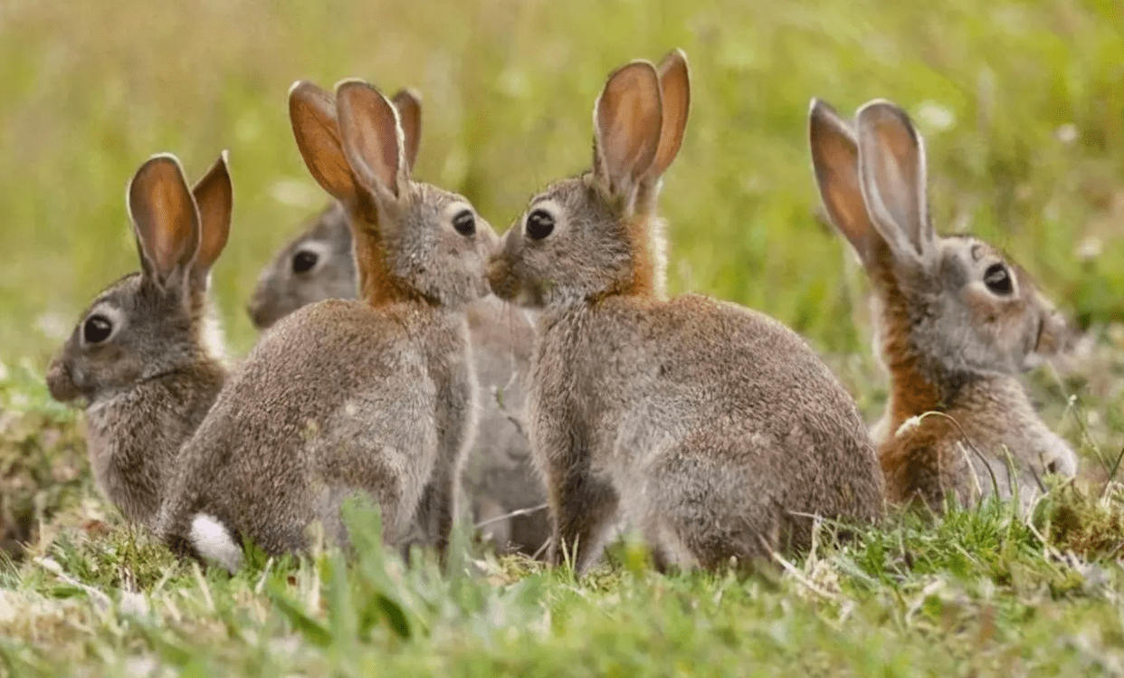 十只兔子的真相图片