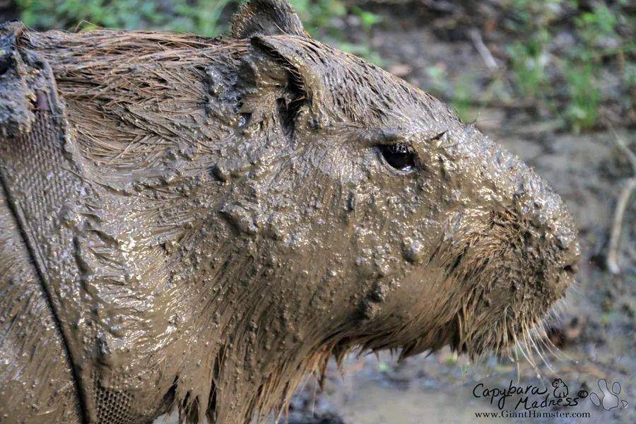 水豚表情包爆火tiktok!