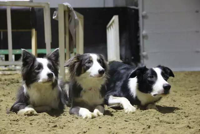 边牧专栏丨造成边境牧羊犬食欲不振的3个原因 狗狗 食物 饲料
