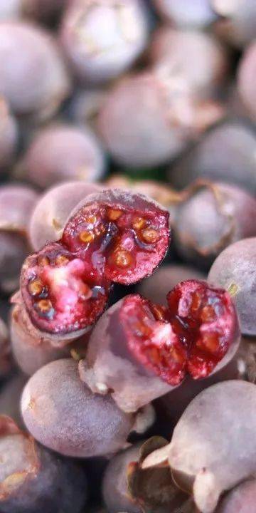 【闻香61识韶】秋风里,果飘香_韶关_水果_火龙果