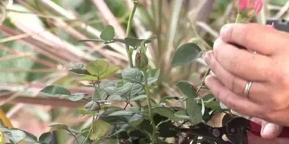 家里的植物花朵越开越小 还不给它施肥 难道想让它自生自灭吗 开花 补充 时候 家里的植物花朵越开越小 还不给它施肥 难道想让它自生自灭吗 开花 补充 时候