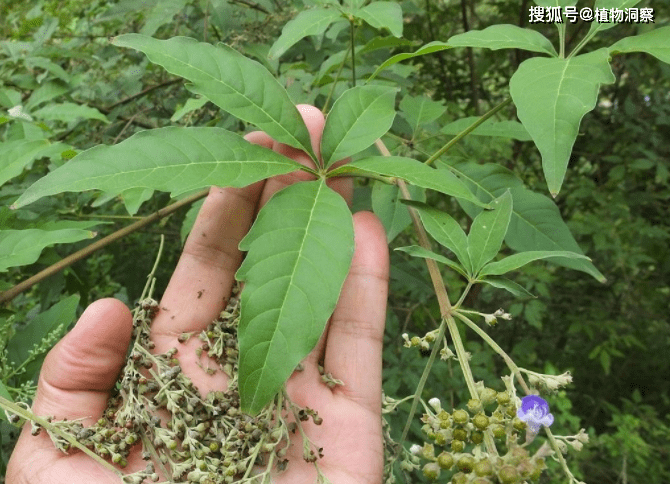 黄荆,又叫荆棵,也有的地方叫它五指枫,是一种牡荆属马鞭草科小乔木或