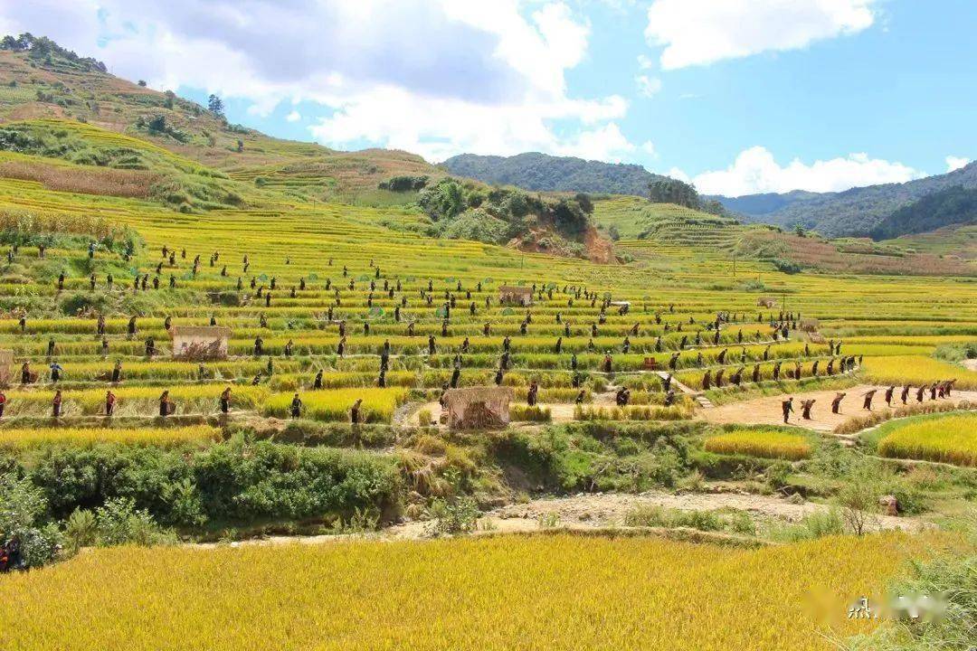 元江县羊街乡"喍奢扎"邀你来做客_活动_哈尼_梯田