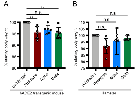 冠状病毒alpha和delta分离株复制特性和致病性研究_beta_变异_蛋白