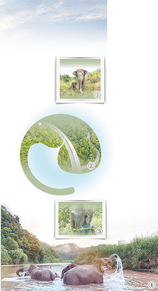 演绎人与自然和谐共生的生动故事(绿色家园)_活动_保护_象群