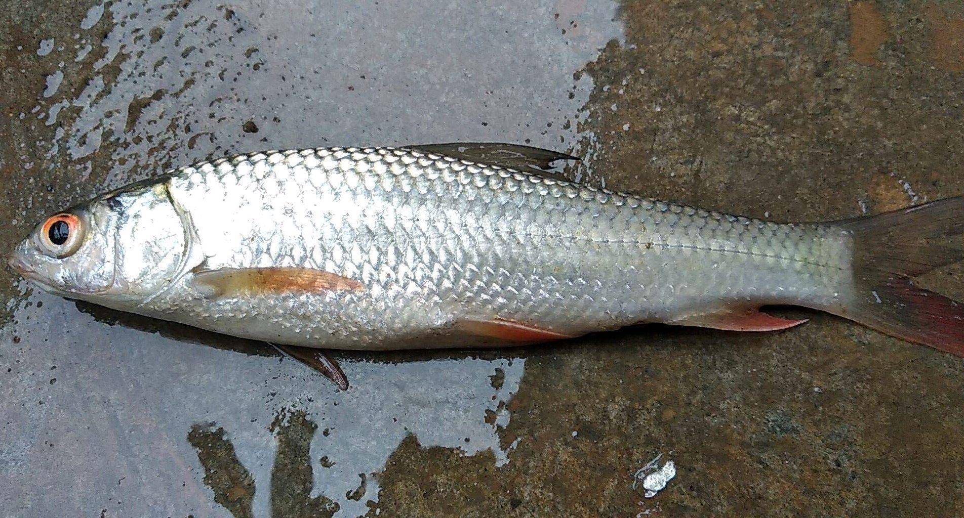 罗非鱼_清道夫_我国