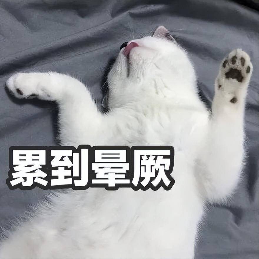 累瘫的猫师傅其实猫咪没你想象的那么离不开人