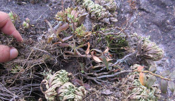 墙头上见到这种草千万要珍惜,晒干几年都不死,价值高还能当盆景_植物