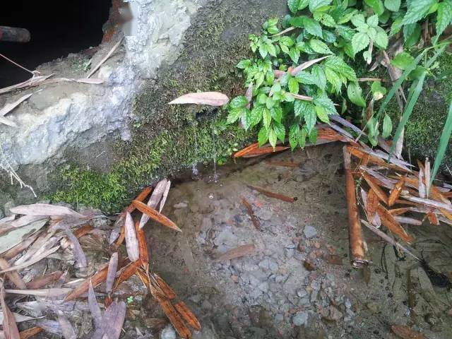 全程图文记录最原生态的一次钓行,用水蜈蚣做钓饵_白条_钓鱼人_钓友