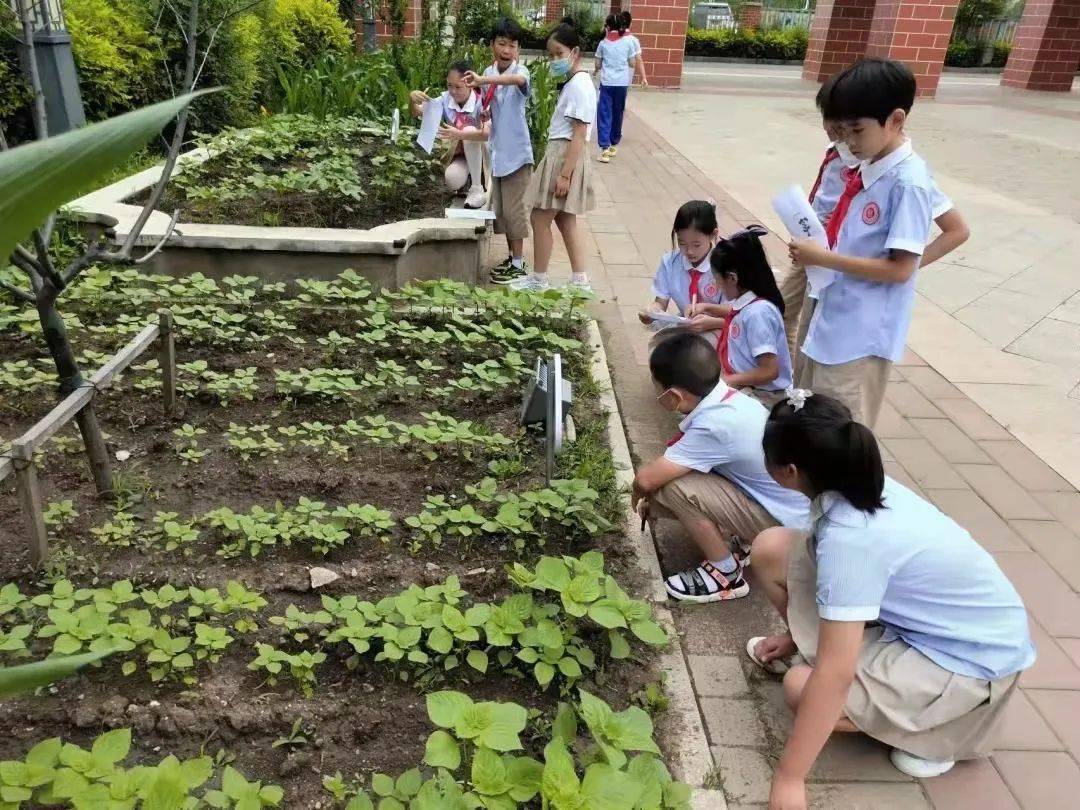 长春朝阳实验小学校服图片